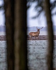 A nice stag is seen through the tree branches