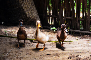 Obraz premium Motion blur or low shutter shots of ducks approaching towards the camera. Beautiful and cute three duckling roaming and searching for the foods in the back yard.