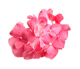 Beautiful pink hortensia flower isolated on white