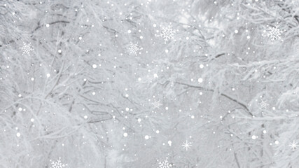 Fototapeta premium White snowy pine branch background