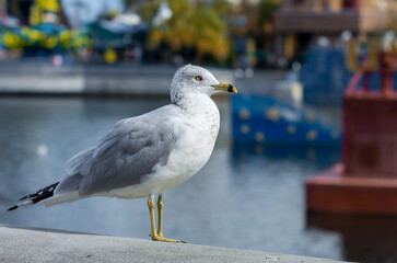 seagull on the pier