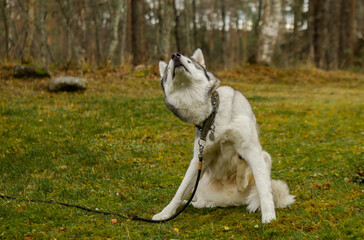 Portrait of siberian husky scratching itching outdoors