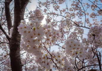 tree blossom