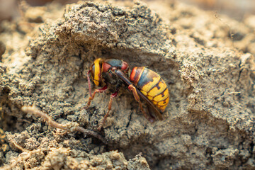 The European hornet Vespa crabro lies on the ground in the forest. The insect has prepared for wintering. Close-up.