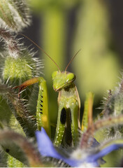 Mante religieuse verte sur un pied de bourrache