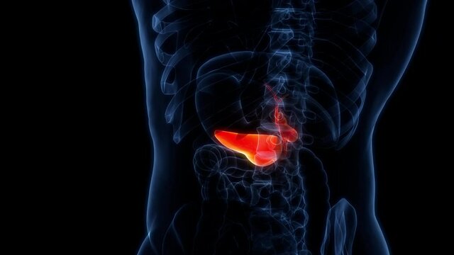Human Internal Organs Pancreas with Gallbladder Anatomy Animation Concept