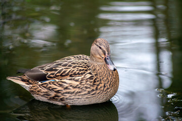 Portrait of beautiful wild duck female in a pond water