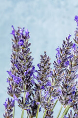 Obraz premium Lavender on a blue background, a bunch of lavandula plants in bloom, fresh bouquet