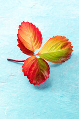 Fototapeta na wymiar Red and yellow autumn leaf on a blue background with a place for text. Minimal fall poster with copy space