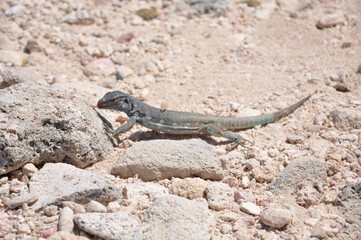 Whiptail Eidechse