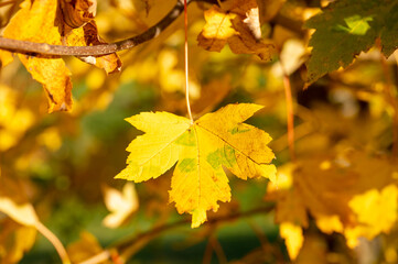 Blätter am Baum im Herbst