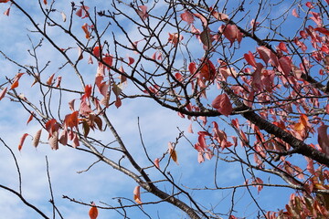 ヤマザクラ紅葉