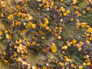 Obraz premium Autumn and glowing colorful fallen leaves on the green grass background. Top view.