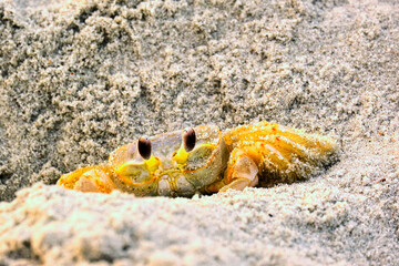 Atlantic ghost crab hides in a crevice on the beach