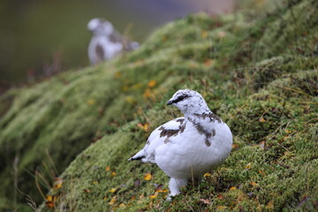 A rock ptarmigan (Lagopus muta) in white winter plumage,  Iceland