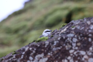 A rock ptarmigan (Lagopus muta) in white winter plumage,  Iceland