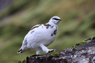 A rock ptarmigan (Lagopus muta) in white winter plumage,  Iceland