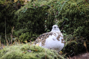 A rock ptarmigan (Lagopus muta) in white winter plumage,  Iceland