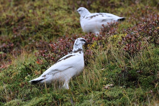 A rock ptarmigan (Lagopus muta) in white winter plumage,  Iceland