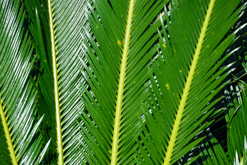Naklejka na ściany i meble Long Narrow Spiky Green Sago palm Cycas revoluta, leaves