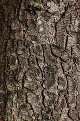 Texture of tree bark as background, closeup view