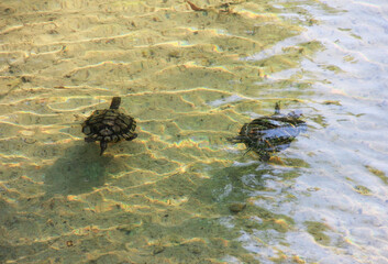 brown turtles swimming in the lake