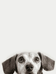 portrait of a puppy dachshund
