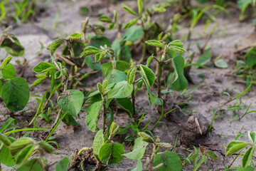 Soybean young plants in the field Stems green soy plants in period of active growth. Problems with seed. Not sprouted soybeans in the field. Poor seed germination