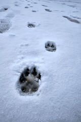animal track in the snow