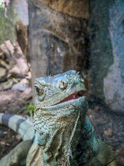 iguana in the zoo