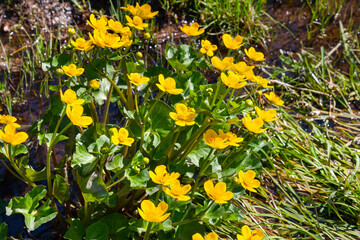 Caltha palustris (marsh-marigold)