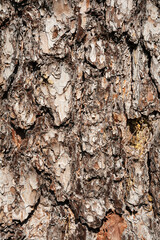 Pine bark texture