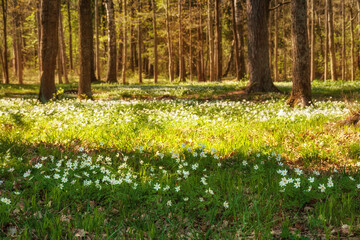 Spring forest