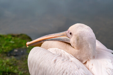 Portrait of Great White Pelican