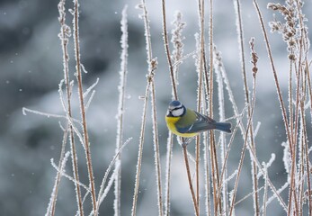 Winter scenery with blue tit bird sitting on the snowy branch(Cyanistes caeruleus)