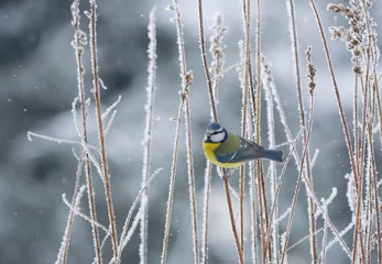 Foto op Plexiglas Winter scenery with blue tit bird sitting on the snowy branch(Cyanistes caeruleus) © Tunatura
