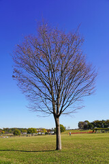 公園の芝生に立つ落葉した一本の樹木　秋の風景