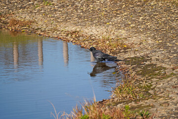 池に入ろうとする一羽のカラス