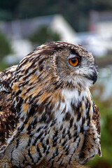 Hibou grand duc en gros plan 