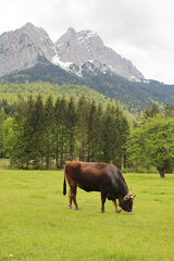 Fototapeta na wymiar Cows in Zugspitze valley, Garmisch-Partenkirchen, Germany 