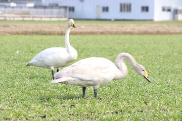 白鳥による食害（麦）