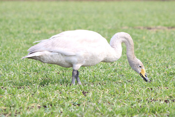 白鳥による食害（麦）