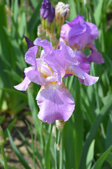 Tall bearded iris Pink Plume