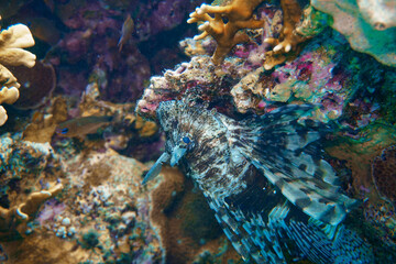 A beautiful lion fish in the colourful coral reef in the Red Sea in Egypt. Scuba Diving underwater photography
