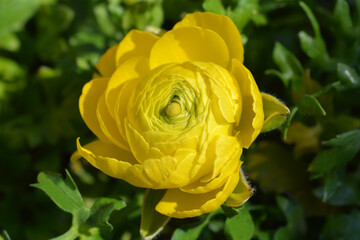 Persian buttercup
