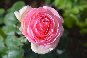 Rose Eden