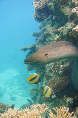 A beautiful big moray eel in the colourful coral reef in the Red Sea in Egypt. Scuba Diving underwater photography
