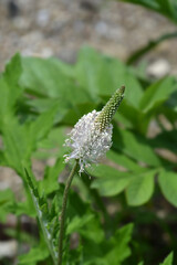 Ribwort Plantain