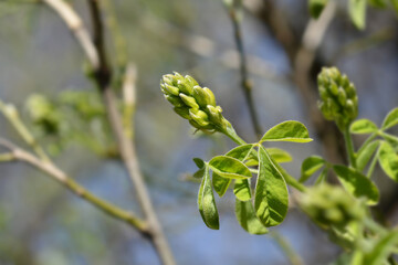 Dalmatian laburnum