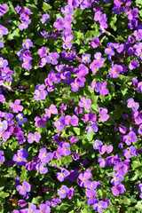 Fototapeta premium Aubrieta